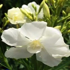 Hedge Shrubs Nerium Oleander "Madonna" 8 Hedge Shrubs Nerium Oleander