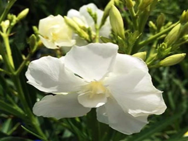 Hedge Shrubs Nerium Oleander "Madonna" 5 Hedge Shrubs Nerium Oleander "Madonna"