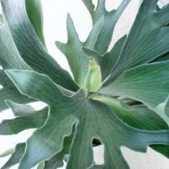 Indoor Garden Pet-Friendly Outdoor Platycerium Netherlands Compact Staghorn