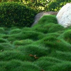 Shrubs Full Sun Zoysia Tenuifolia 'No-Mow' Grass Groundcover Pack