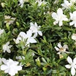 Ozbreed Shrubs Gardenia Augusta O So Fine™ Pbr