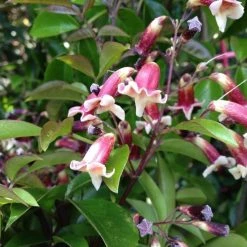 Shrubs Pandorea Pandorana Ruby Belle Ground Covers