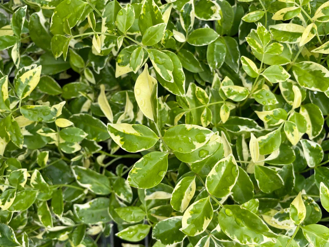 Shrubs Pandorea Jasminoides Variegata Ground Covers 7 Shrubs Pandorea Jasminoides Variegata Ground Covers