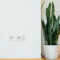 Succulents Full Sun Dracaena Trifasciata