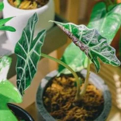 Indoor Garden Alocasia Dwarf (smallest) Amazonica Elephant Ear Plant Alocasias
