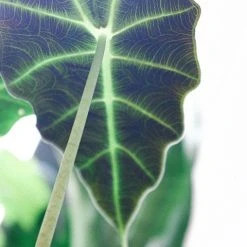Indoor Garden Alocasias Alocasia Lowii 'Polly Amazonica'