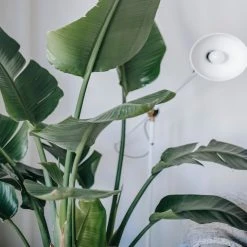 Elho Strelitzia Nicolai Giant 'White Bird Of Paradise' + Recycled Pot Shrubs