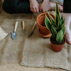 Indoor Garden Sansevieria Trifasciata Superba Paper Pots