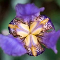 Shrubs Iris Reticulata Dwarf Blue Border Plants