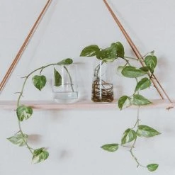 Indoor Garden Pothos 'Devils Ivy' Golden Pothos