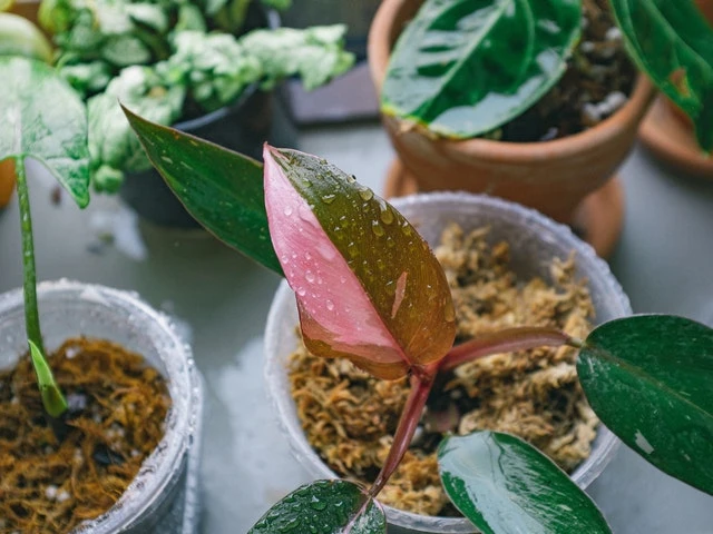 Indoor Garden Philodendron Erubescens Pink Princess 4 Indoor Garden Philodendron Erubescens Pink Princess