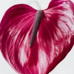 Indoor Garden Anthurium Adreanum Purple Arc Shrubs