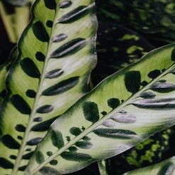 Indoor Garden Pet-friendly Indoor Plants Calathea Insignis Rattle Snake Box