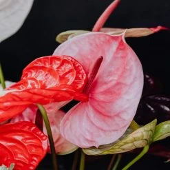 Indoor Garden Anthurium Mixed Pack Easy Care Plants