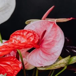 Pot + Plant Gift Box Anthurium Flowering Varieties - Pot + Plant + Soil