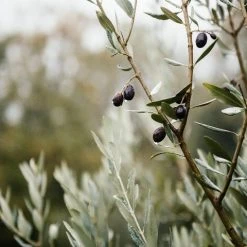 Shrubs Olea Europaea Frantoio 'Olive Tree'