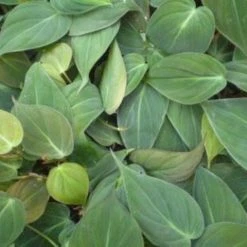 Indoor Garden Easy Care Plants Philodendron Hederaceum