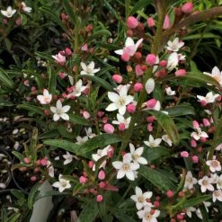 Shrubs Philotheca Myoporoides Winter Rouge 14 Shrubs Philotheca Myoporoides Winter Rouge
