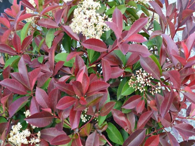 Hedge Photinia Glabra Rubens 4 Hedge Photinia Glabra Rubens
