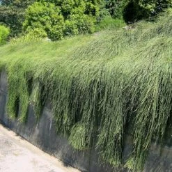 Shrubs Casuarina Glauca Prostrate 'Cousin It'