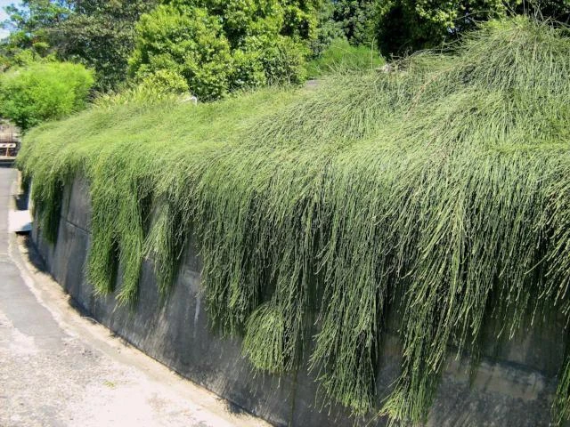 Shrubs Casuarina Glauca Prostrate 'Cousin It' 4 Shrubs Casuarina Glauca Prostrate 'Cousin It'