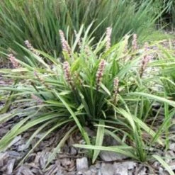 Ozbreed Pink Pearl™ Liriope Muscari ‘VS001’ 10 Ozbreed Pink Pearl™ Liriope Muscari ‘VS001’