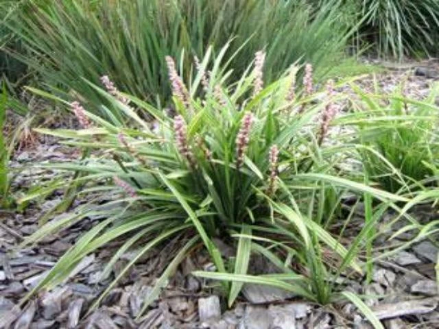 Ozbreed Pink Pearl™ Liriope Muscari ‘VS001’ 6 Ozbreed Pink Pearl™ Liriope Muscari ‘VS001’