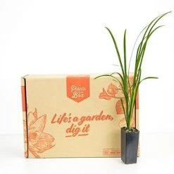 Shrubs Full Sun Liriope Muscari Big Blue 12 Shrubs Full Sun Liriope Muscari Big Blue