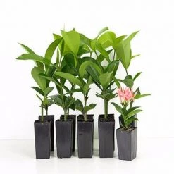 Shrubs Ixora Pink Malay