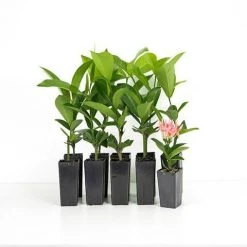 Shrubs Ixora Pink Malay