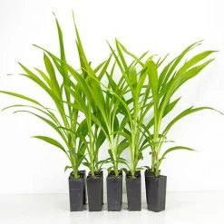 Shrubs Cordyline Stricta Full Sun