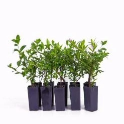 Hedge Cuphea Hyssopifolia Jocelyns Pink