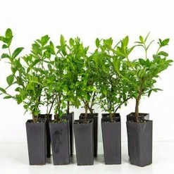 Hedge Shrubs Cuphea Hyssopifolia White