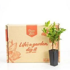 Hedge Shrubs Cuphea Hyssopifolia White