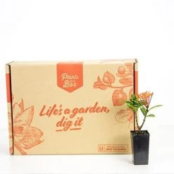 Shrubs Ixora Sunkist Orange