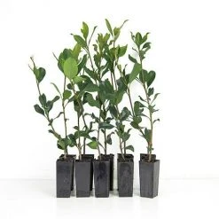 Hedge Rhaphiolepis Springtime Shrubs 10 Hedge Rhaphiolepis Springtime Shrubs