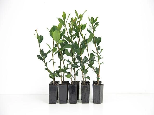 Hedge Rhaphiolepis Springtime Shrubs 5 Hedge Rhaphiolepis Springtime Shrubs