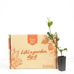 Hedge Rhaphiolepis Springtime Shrubs 12 Hedge Rhaphiolepis Springtime Shrubs