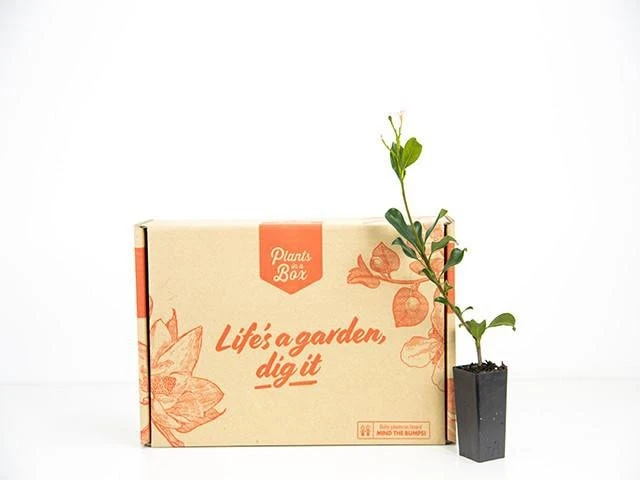 Hedge Rhaphiolepis Springtime Shrubs 7 Hedge Rhaphiolepis Springtime Shrubs