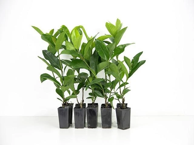 Shrubs Ixora Red Malay 3 Shrubs Ixora Red Malay