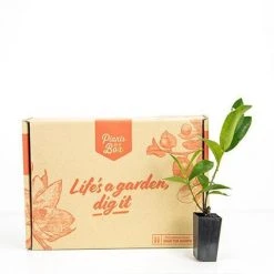 Shrubs Ixora Prince Of Orange Medium Hedge Pack