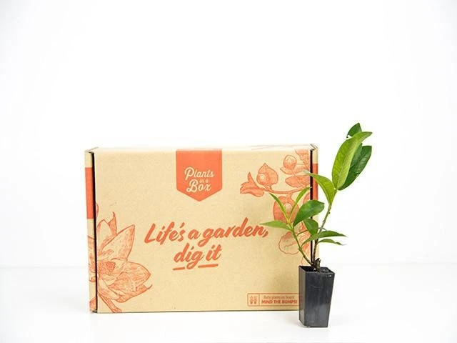 Shrubs Ixora Red Malay 5 Shrubs Ixora Red Malay