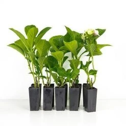 Shrubs Hydrangea Alba