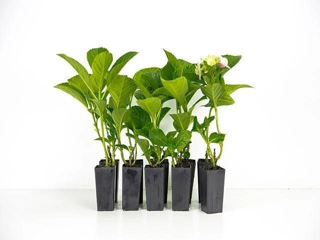 Shrubs Hydrangea Alba 3 Shrubs Hydrangea Alba