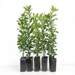 Hedge Rhaphiolepis Apple Blossom