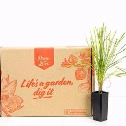 Shrubs Full Sun Lomandra Confertifolia "Little Con" 13 Shrubs Full Sun Lomandra Confertifolia