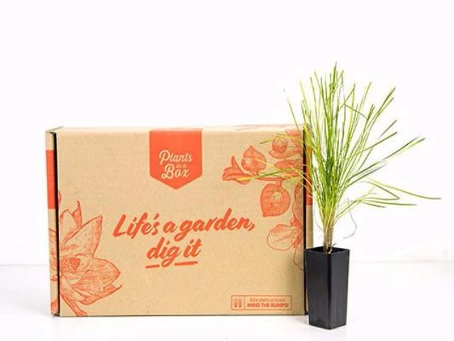 Shrubs Full Sun Lomandra Confertifolia "Little Con" 8 Shrubs Full Sun Lomandra Confertifolia "Little Con"