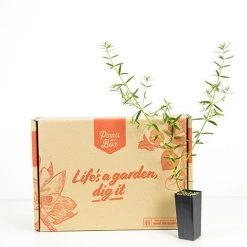 Hedge Westringia Wynyabbie Gem Hedging Plants