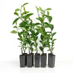 Hedge Shrubs Michelia Figo Port Wine Magnolia