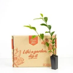 Hedge Shrubs Michelia Figo Port Wine Magnolia